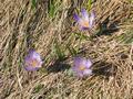 Weie und blauviolette Krokusse (oder heit es Kroksse - oder auf steirisch: Krobusserln ?) auf der Brnfeichten Alm