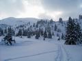 Ab der Michelirling Alm geht es durch sehr lichten Wald weiter hinauf.