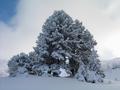 Vorbei an mit Schnee und Eis berzogenen Bumen.