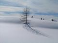 Einsamer Baum im Bereich der Treffneralm.