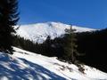 Eigentlich wollte ich nur bis zum Ende der Forststrae wandern. Aber die Forststrae fhrte weit ber die in den Karten verzeichnete Hhe hinaus. Und schlielich baute sich vor mir ein schner Schneegipfel auf ... und in nicht allzu weiter Ferne sah ich einige Schitourengeher bei der Abfahrt ...