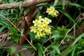 Whrend im Tal - den Schneefllen der letzten Woche zum Trotz - bereits der Frhling eingezogen ist ...