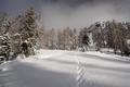 ... die Schneeschuhspur weist uns den Weg. Da es nur eine Aufstiegsspur gibt, vermuten wir, dass der Schneeschuhwanderer im Winterraum der Liezener Htte genchtigt hat und heute noch oben irgendwo unterwegs ist. Vielleicht werden wir ihn ja treffen. Das Auto am Ausgangsparkplatz wrde dann auch gut in unsere Vermutung passen.