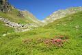 Oberhalb von etwa 1.900 Meter Hhe wandelt sich der Untergrund in angenehm begehbare Almmatten. Der Almrausch steht in voller Blte. Vor uns die Reichascharte - links der Sauofen.