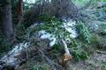 Im unteren - noch flachen - Waldbereich kommt man an den Schneeresten einer Lawine vorbei, die einige Bume und viel Gestrpp mit sich gerissen hat.