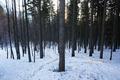 Nach einem kurzen Flachstck, die Abzweigung ins Trawiestal rechts liegen lassend, geht es im Wald in meist nur gemchlicher Steigung aufwrts. Stellenweise wird die Schneedecke bereits etwas dnner, im Groen und Ganzen liegt aber auch fr Schitouren noch gengend  Schnee im Wald. Bereits um ca. 06:30 donnert eine erste grere Lawine aus den sdlich ausgerichteten Felswnden zwischen Bodenbauer und Huselalm in der Umgebung des Dippelkares ins Tal.