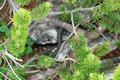 Dort entdeckten wir im Unterholz, �u�erst laut und aggressiv fauchend eine schwarze Kreuzotter. Das gr��te und l�ngste Exemplar, welches mir bislang untergekommen ist. Auf Grund der kalten Temperaturen war sie etwas starr und konnte deshalb nicht fliehen.