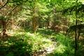 Nur selten wird der Wald so dicht wie hier.