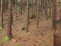 ... und dann im Wald weiter, krzten wir den Forstweg gehrig ab.