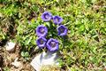 An blhenden Blumen ...