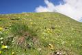 Blumenreich gestaltet sich die heutige Wandertour. 