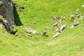 Der nchste Lichtblick: Ein weiteres Steinbock-Rudel