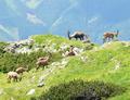 Steinbock-Impressionen