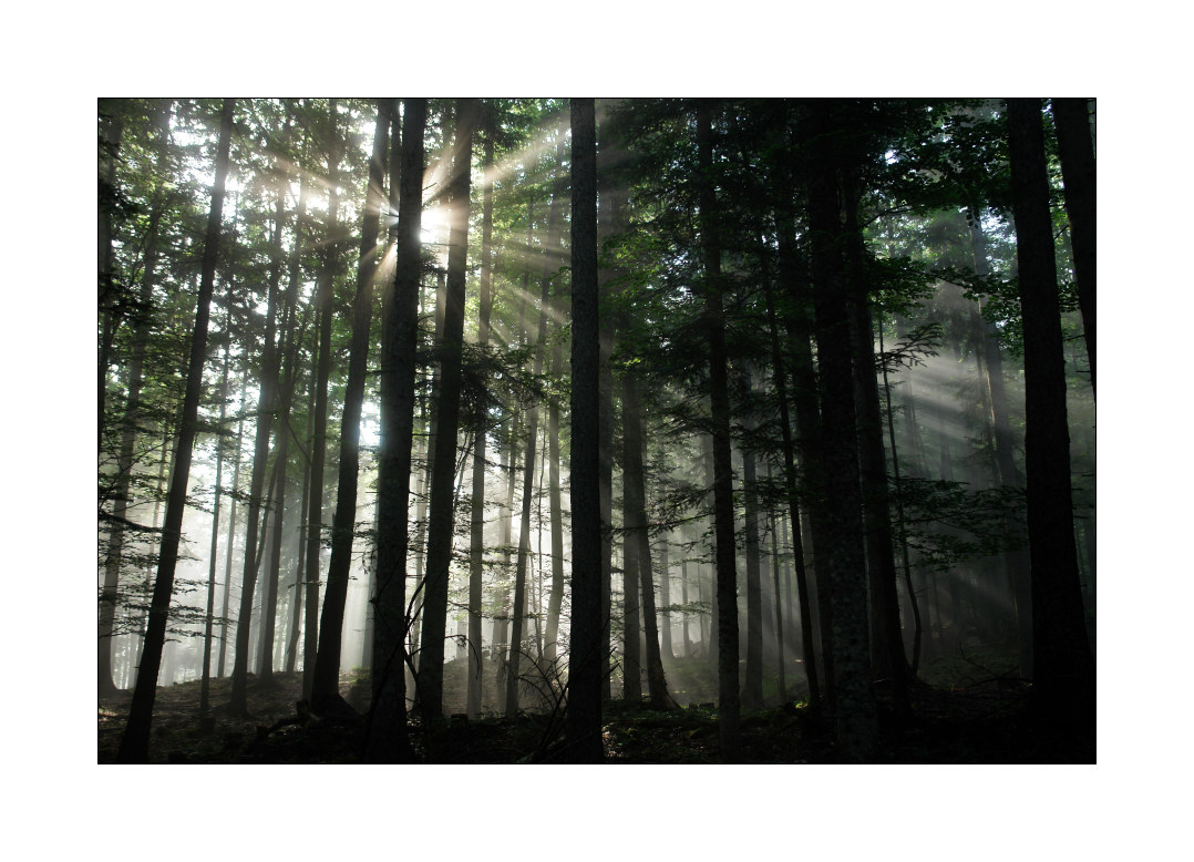 Sonnenstrahlen im Wald