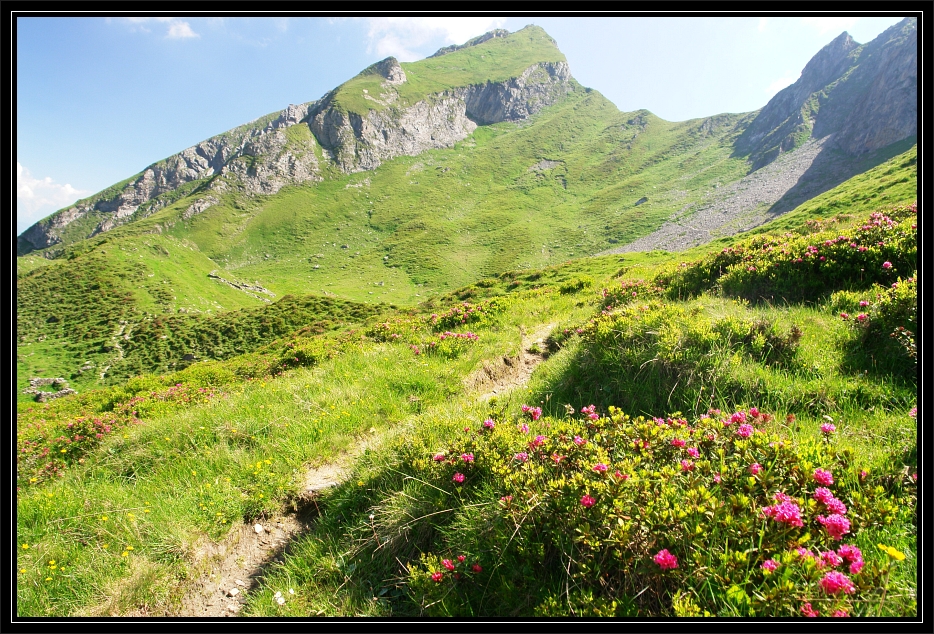 Almrauschblte in den Hohen Tauern