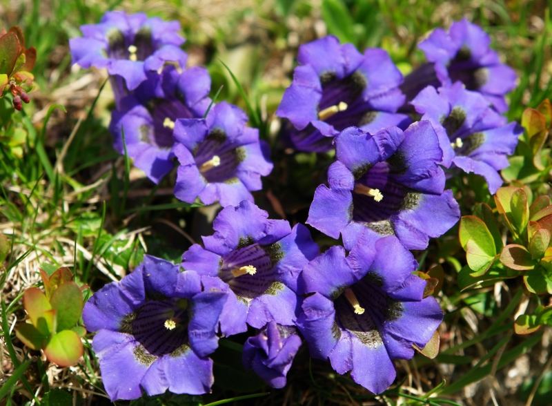 Blumenpracht bei der Hochgollinghtte