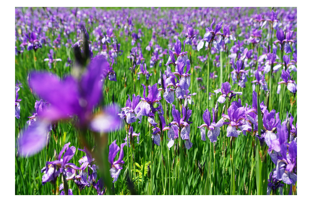 Blumenwiese zwischen Stainach und Trautenfels