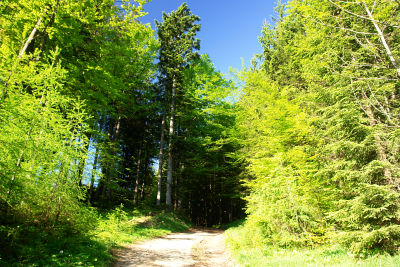 Intensive, saftige Grün-Farben im Wald