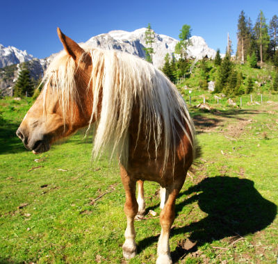 Almidylle am Weg zur Blienteckalm