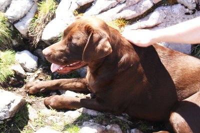 Der 2-jährige Labrador Leo - ein Doppelgänger von unserem ebenfalls zweijährigen Leihhund Nico