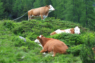 Unterwegs im Almgebiet