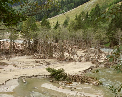 Schlammüberzogene Bäume erinnern an Mangrovensümpfe