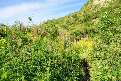 Ingrid (blauer Rucksack in Bildmitte) in der üppigen Pflanzenpracht