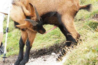 Der Bock und seine "Antenne"